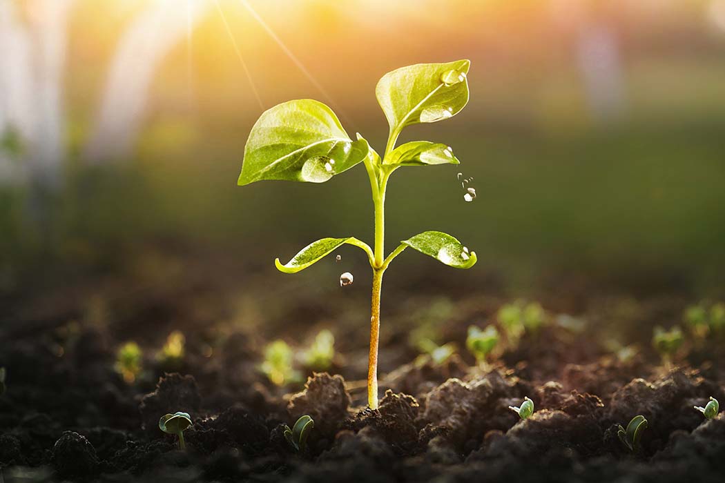 Linfa per la vita Resilia ETS